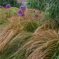 Carex flagellifera