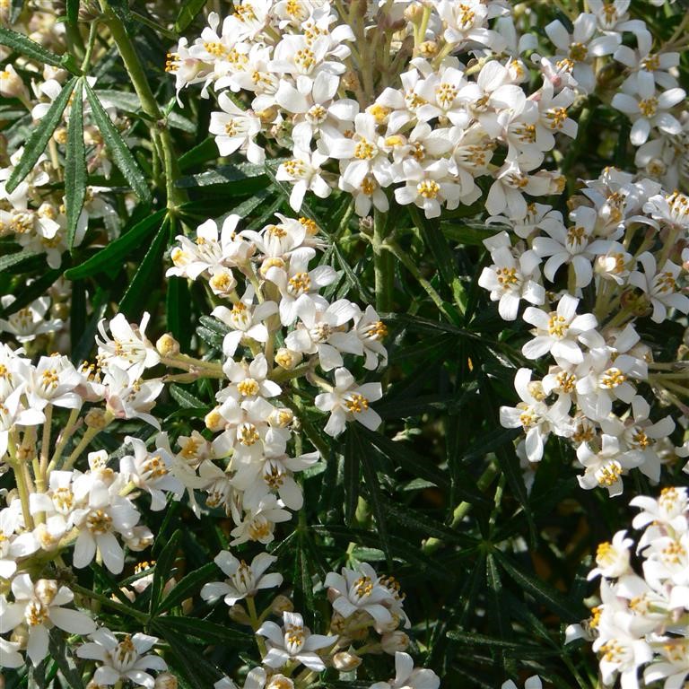 Choisya 'White Dazzler' (P)