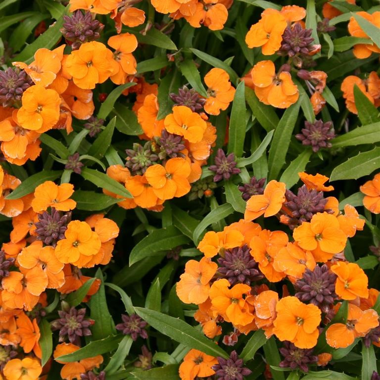 Erysimum 'Apricot Twist'