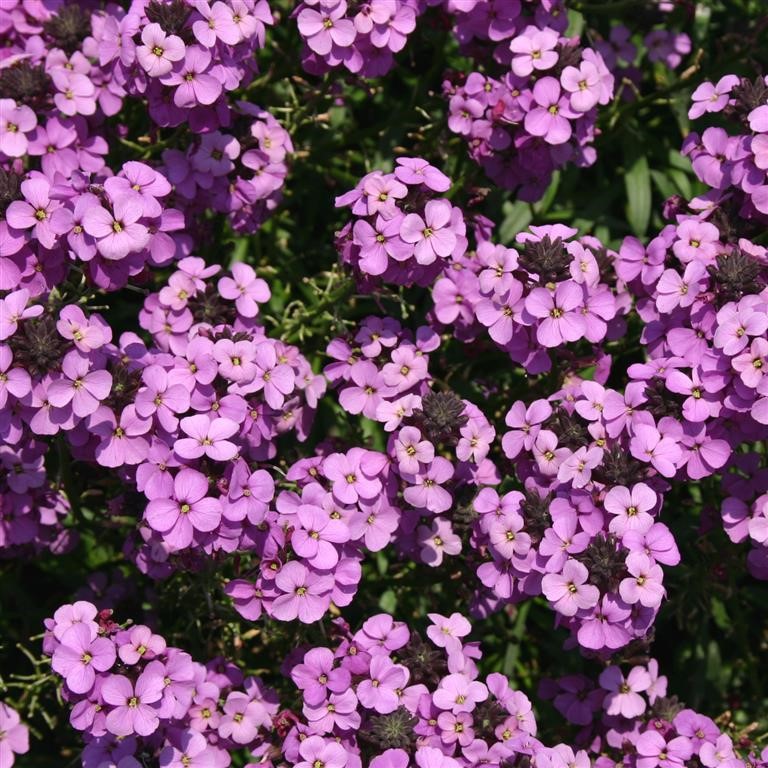 Erysimum 'Bowles Mauve'