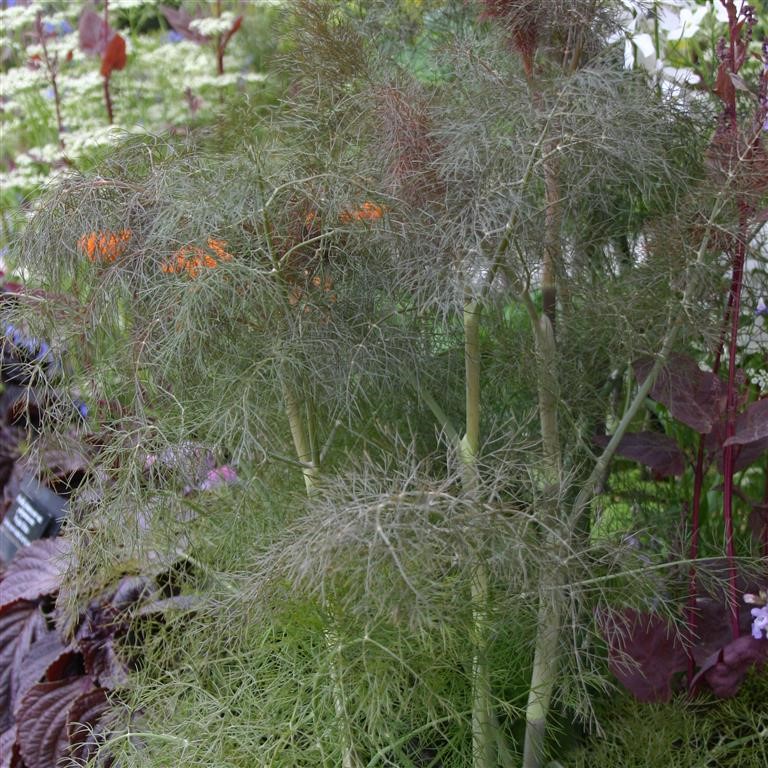 Fennel 'Bronze'