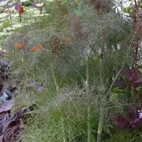 Fennel 'Bronze'