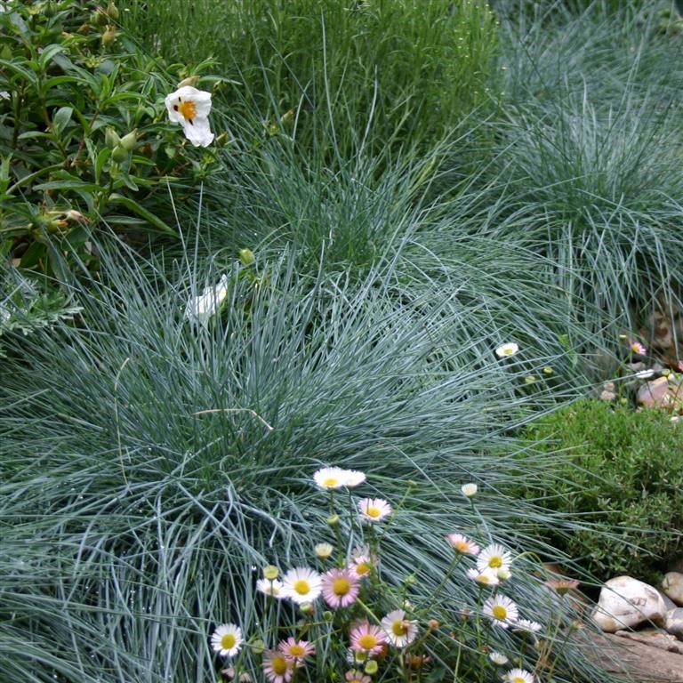 Festuca glauca 'Elijah Blue'