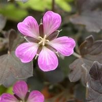 Geranium 'Dusky Rose'