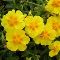 Helianthemum 'Ben Fhada'