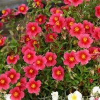 Helianthemum 'Ben Ledi'