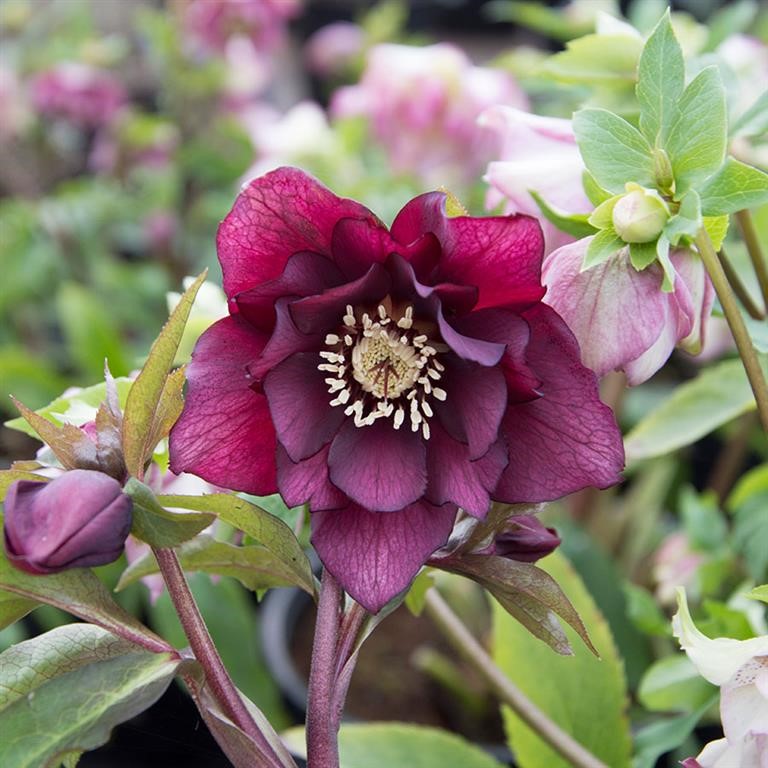 Helleborus 'Double Purple'