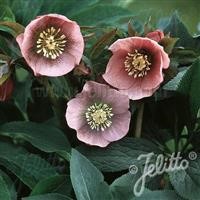 Helleborus orientalis hybrid 'Pink Lady'