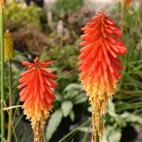 Kniphofia 'Papaya Popsicle' (P)