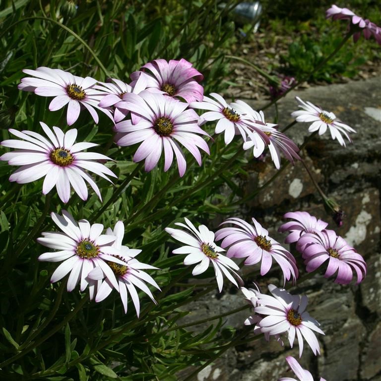 Osteospermum 'Lady Leitrim'