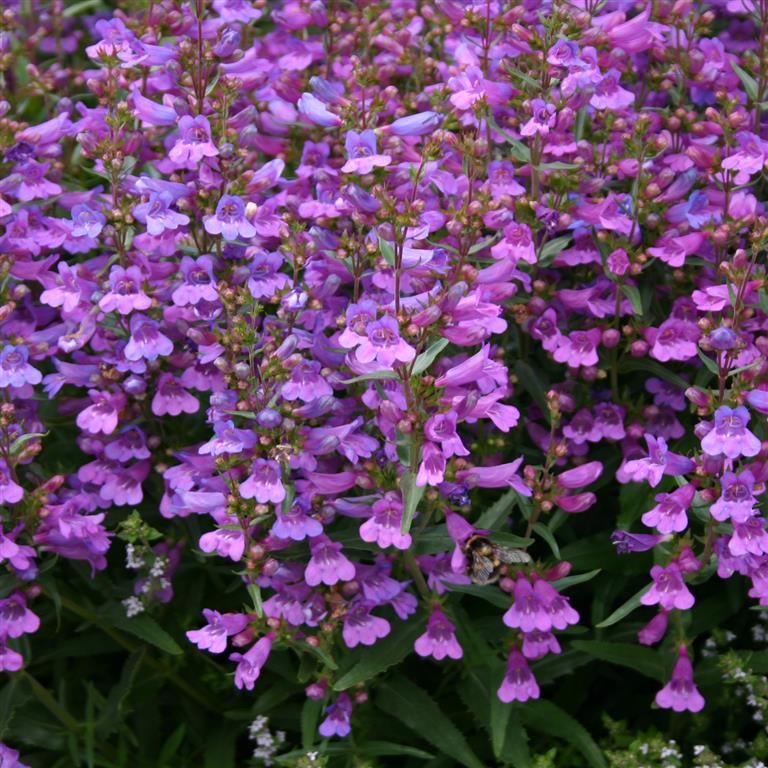 Penstemon 'Heavenly Blue'