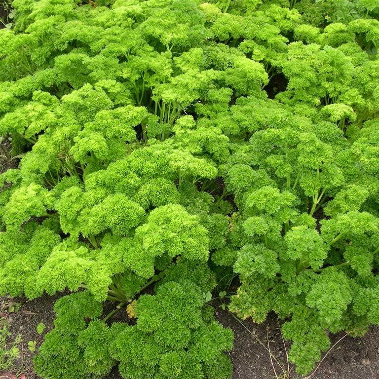 Parsley 'Curly'