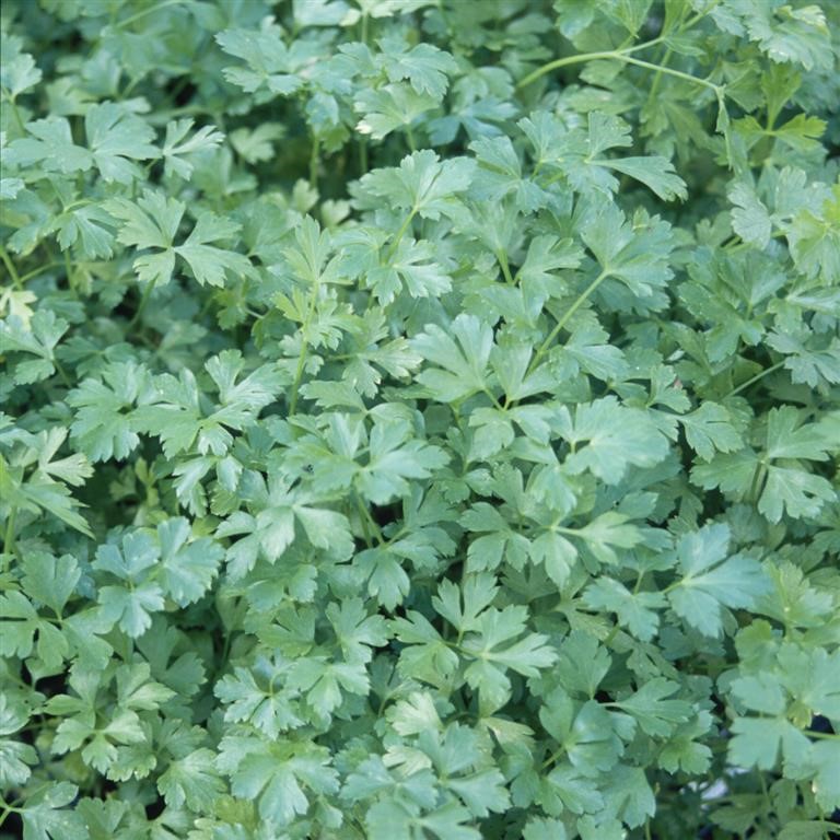 Parsley 'French'