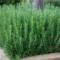 Rosemary officinalis Rosemary officinalis