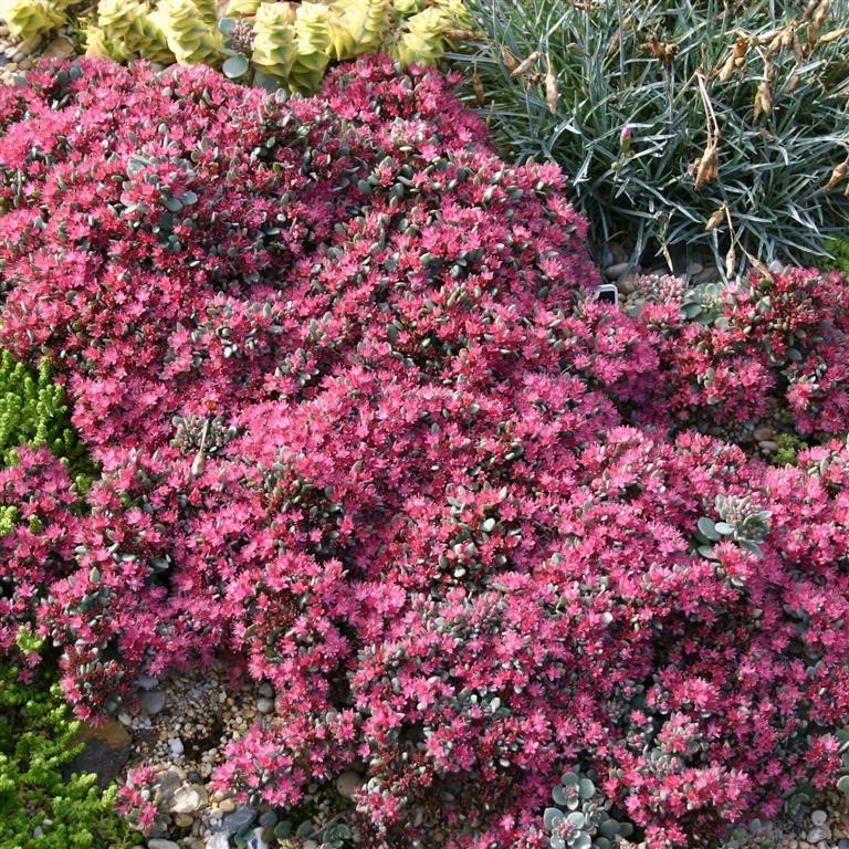 Sedum cauticola 'Coca Cola'