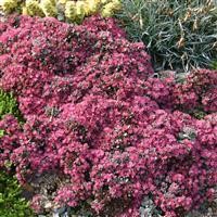 Sedum cauticola 'Coca Cola'