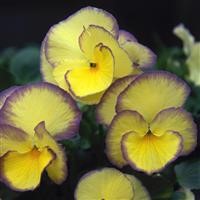 Viola 'Etain'